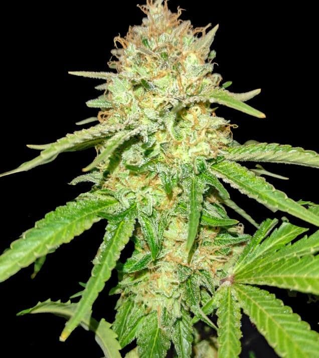 Jetzt ansehen Gorilla Glue