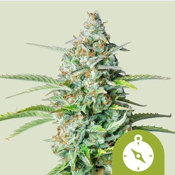 Jetzt ansehen Northern Light Auto