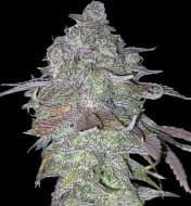 Jetzt ansehen Alien Cookies
