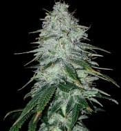Jetzt ansehen Amnesia Haze