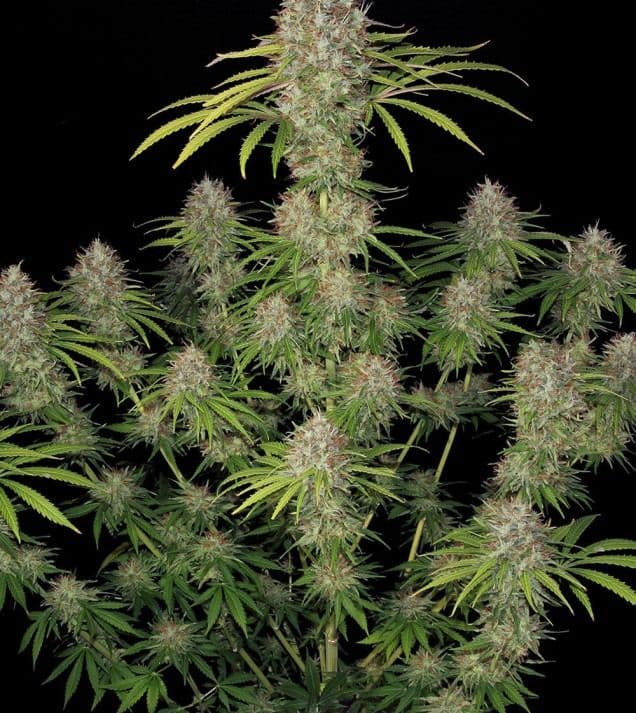 Jetzt ansehen Amnesia Haze F1 Auto