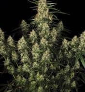 Jetzt ansehen Auto Amnesia Kush F1