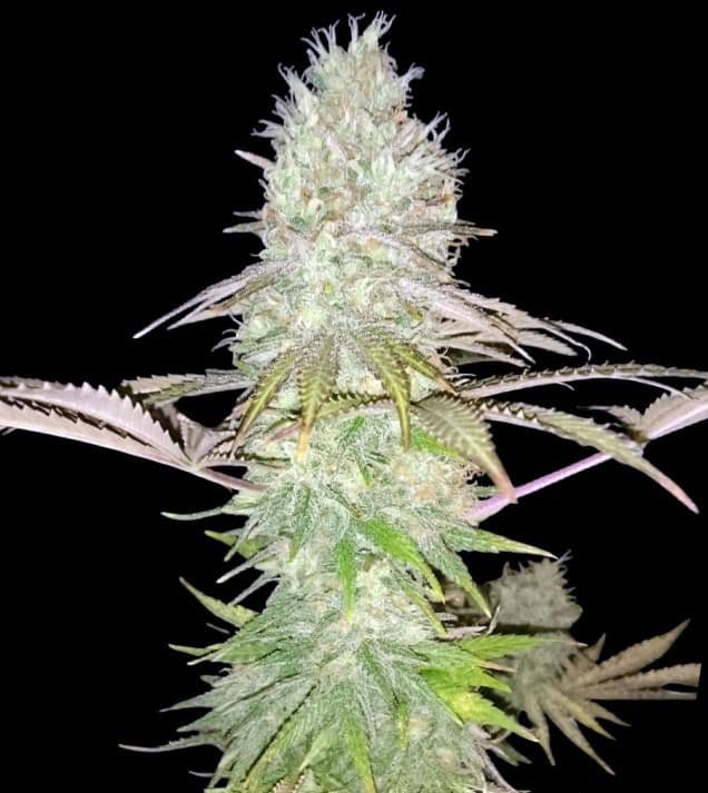 Jetzt ansehen Big Jack