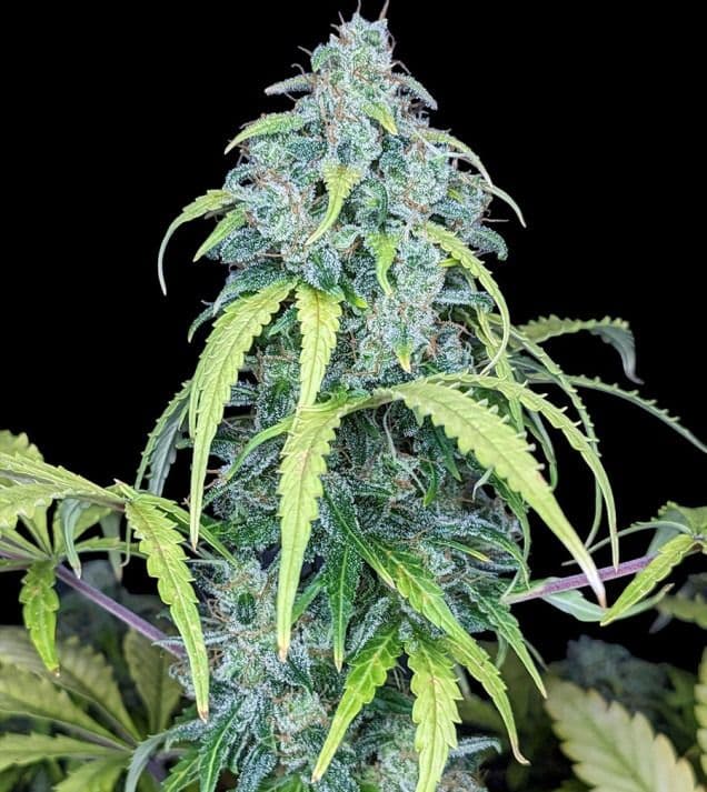 Jetzt ansehen Auto Big Jack