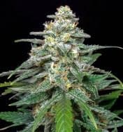 Jetzt ansehen Auto Biscotti