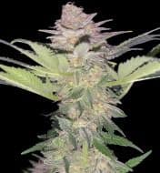 Jetzt ansehen Auto Black Domina