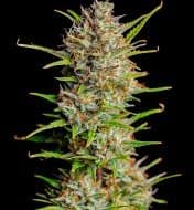 Jetzt ansehen Auto Blue Dream