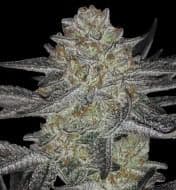 Jetzt ansehen Blue Zushi