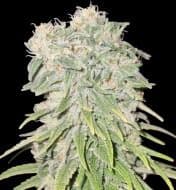 Jetzt ansehen Blueberry Muffins CBD