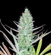 Jetzt ansehen Auto Bruce Banner