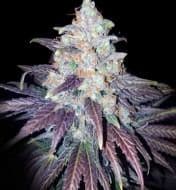 Jetzt ansehen Bruce Banner x White Russian