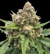 Jetzt ansehen Bubble Gum CBD