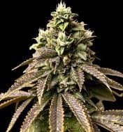 Jetzt ansehen Auto Bubble OG Gum