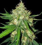 Jetzt ansehen Auto Cali Gelato