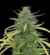 Jetzt ansehen Caramel CBD