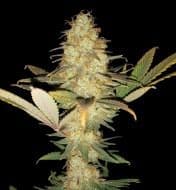 Jetzt ansehen Caramel Fast