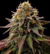 Jetzt ansehen Cereal Milk