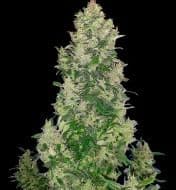 Jetzt ansehen Cheese Auto