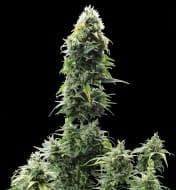 Jetzt ansehen Auto Cheese XL