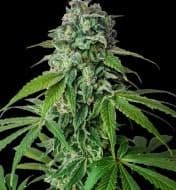 Jetzt ansehen Cherry Pie