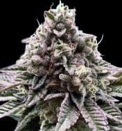 Jetzt ansehen Cookies and Cream Fast