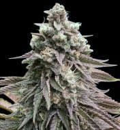 Jetzt ansehen Cookies & Cream