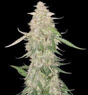 Jetzt ansehen AUTO Cookies