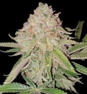 Jetzt ansehen Cookies Kush