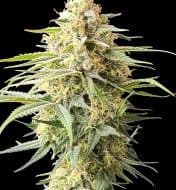 Jetzt ansehen Critical