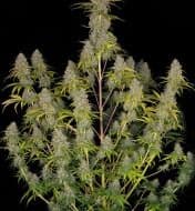 Jetzt ansehen Auto Critical 2.0 F1