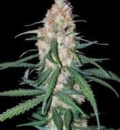 Jetzt ansehen Critical 3.0