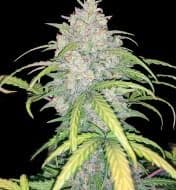 Jetzt ansehen Auto Critical 3.0