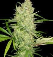 Jetzt ansehen Critical+ 2.0