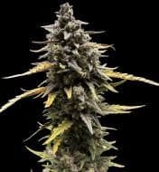 Jetzt ansehen Auto Devil XL