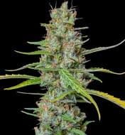 Jetzt ansehen Ganja Gelato