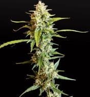 Jetzt ansehen Auto Ganja Skunk