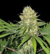 Jetzt ansehen Ganja Skunk Fast