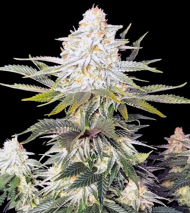 Jetzt ansehen Amnesia