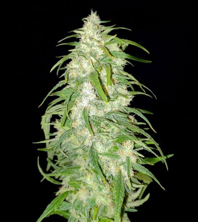 Jetzt ansehen Lemonade Haze