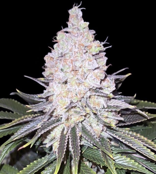 Jetzt ansehen Mimosa