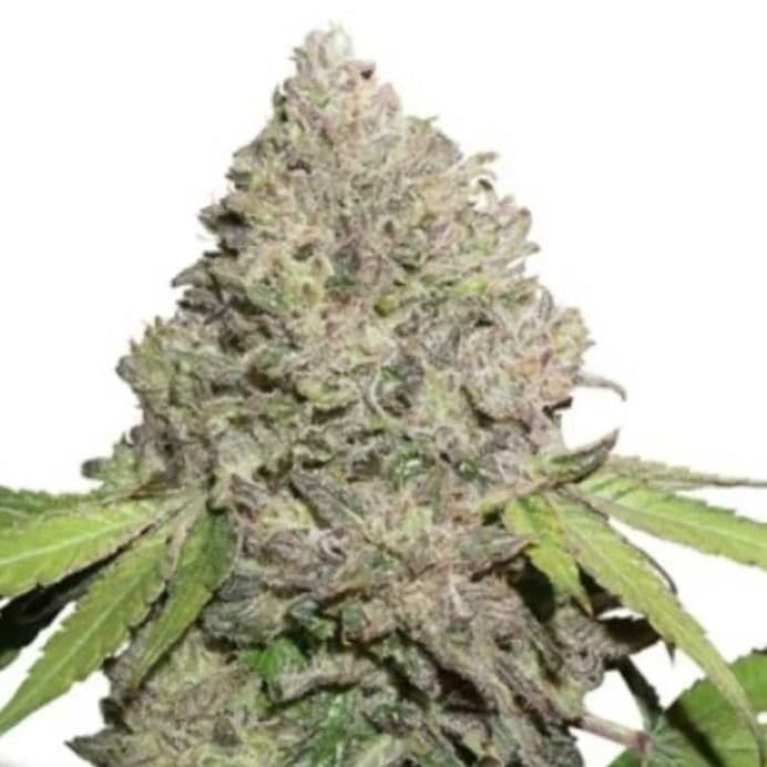 Jetzt ansehen CBD Charlotte’s Angel