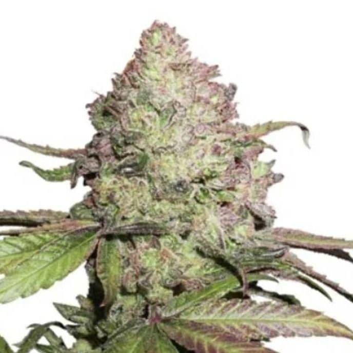 Jetzt ansehen CBD Auto Charlotte's