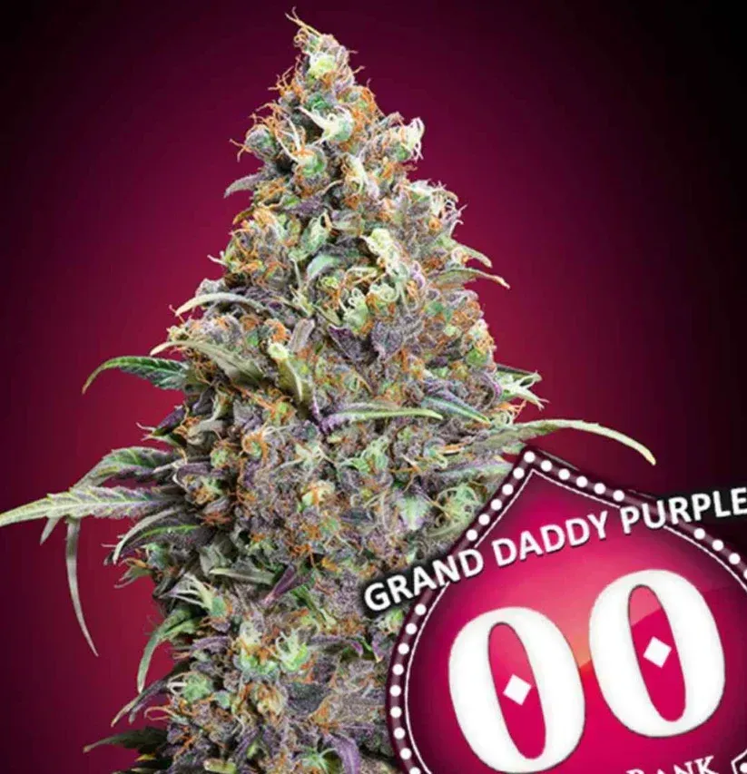 Jetzt ansehen Granddaddy Purple Auto
