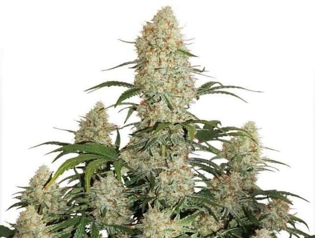 Jetzt ansehen Auto Critical Orange Punch