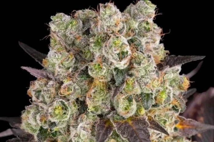 Jetzt ansehen Purple Punch x Lemon Drizzle