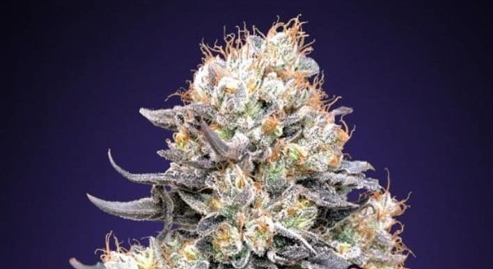 Jetzt ansehen Purple Punch Auto