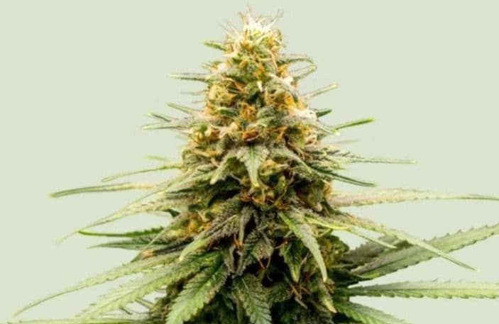 Jetzt ansehen Lemon Skunk