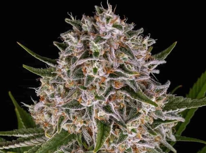 Jetzt ansehen Lemon Haze Auto