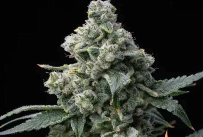 Jetzt ansehen Bruce Banner