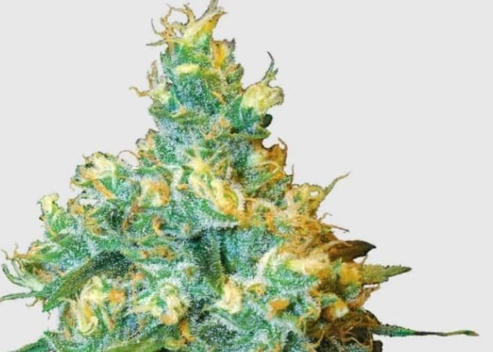Jetzt ansehen Jack Herer